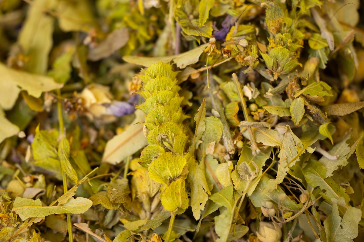 Plante și extracte pentru detoxificare